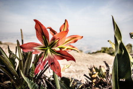 Pedra das Flores