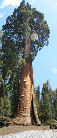 Sequoia Sentinel EUA