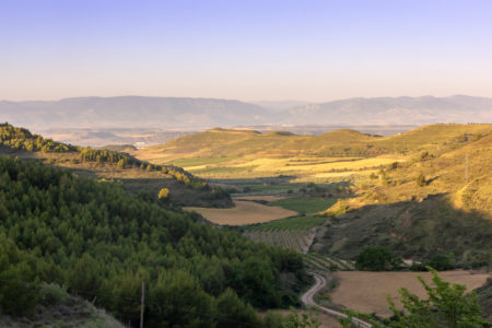 Os vinhedos e oliveiras do Caminho de Santiago