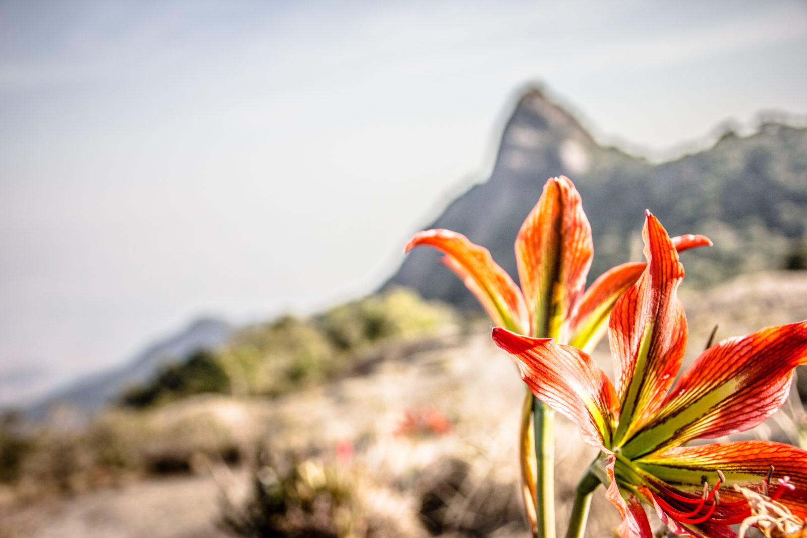 Pedra das Flores